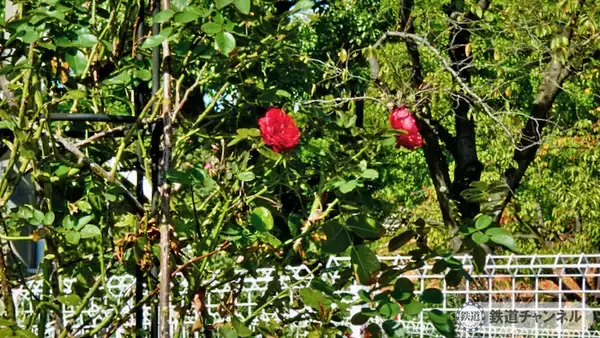 「つくばエクスプレス【駅ぶら】062　流山おおたかの森駅 その4 トラットリア サレルノ ランチ 青和ばら公園 再訪」の画像