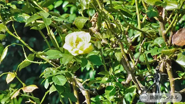 「つくばエクスプレス【駅ぶら】062　流山おおたかの森駅 その4 トラットリア サレルノ ランチ 青和ばら公園 再訪」の画像