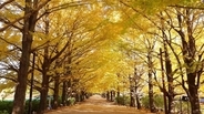 東京都内の紅葉名所 10選！ 駅近の庭園、絶景並木道、渓谷、関東三大不動尊などのライトアップ･見頃･アクセス情報まとめ【2025年版】