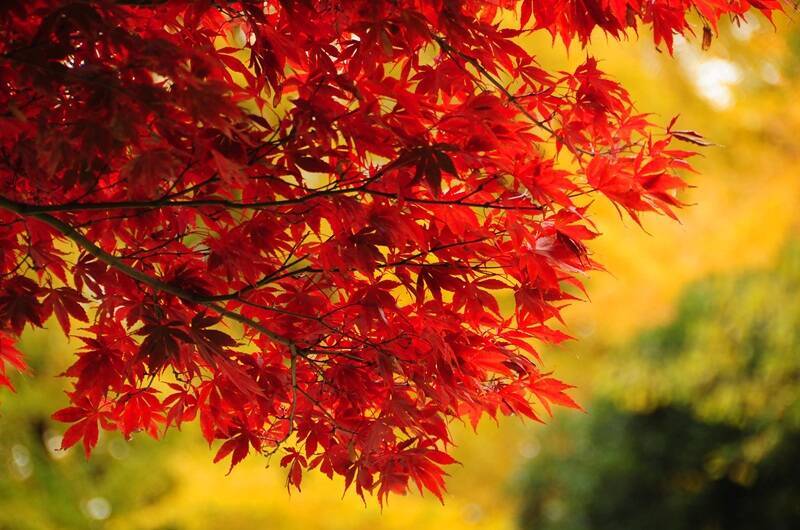 東京都内の紅葉名所 10選！ 駅近の庭園、絶景並木道、渓谷、関東三大不動尊などのライトアップ･見頃･アクセス情報まとめ【2025年版】