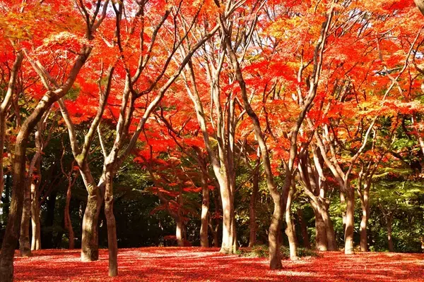 「東京都内の紅葉名所 10選！ 駅近の庭園、絶景並木道、渓谷、関東三大不動尊などのライトアップ･見頃･アクセス情報まとめ【2025年版】」の画像