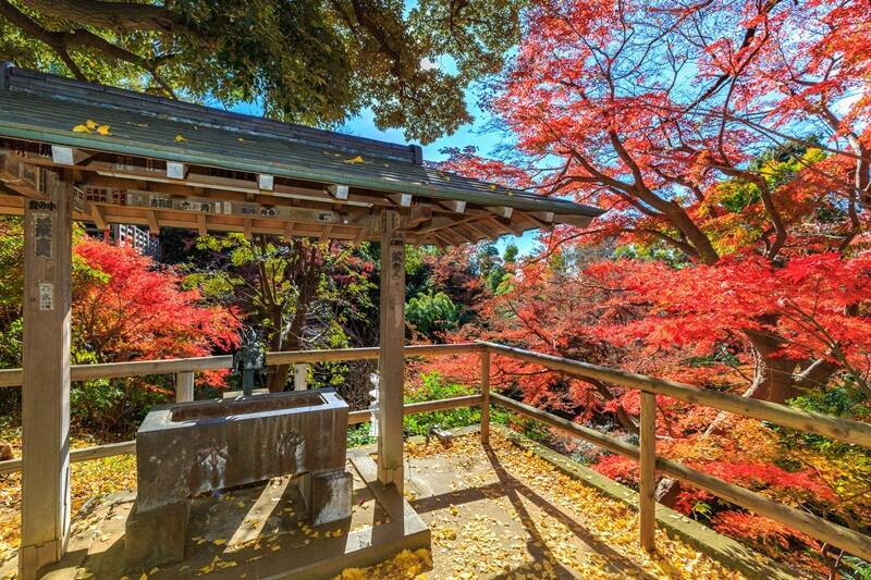 東京都内の紅葉名所 10選！ 駅近の庭園、絶景並木道、渓谷、関東三大不動尊などのライトアップ･見頃･アクセス情報まとめ【2025年版】