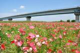 「週末おでかけは松戸へ！「江戸川松戸フラワーライン春の花まつり」で絶景ポピーとふれあい動物園、白熱の恐竜レースも楽しもう（5/30開催）」の画像1