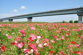 週末おでかけは松戸へ！「江戸川松戸フラワーライン春の花まつり」で絶景ポピーとふれあい動物園、白熱の恐竜レースも楽しもう（5/30開催）