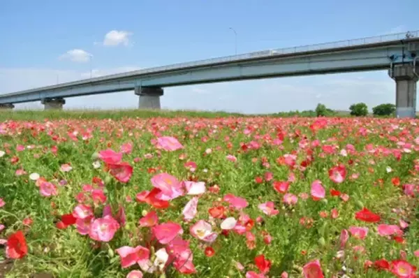 週末おでかけは松戸へ！「江戸川松戸フラワーライン春の花まつり」で絶景ポピーとふれあい動物園、白熱の恐竜レースも楽しもう（5/30開催）
