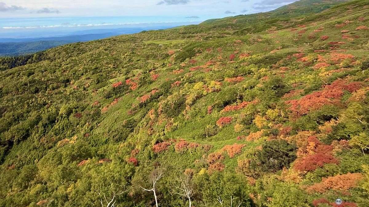 日本一早い秋の紅葉！2026年北海道・大雪山「黒岳・旭岳」見頃はいつ？ロープウェイでのアクセスからSNS映えイルミネーションまで現地レポ