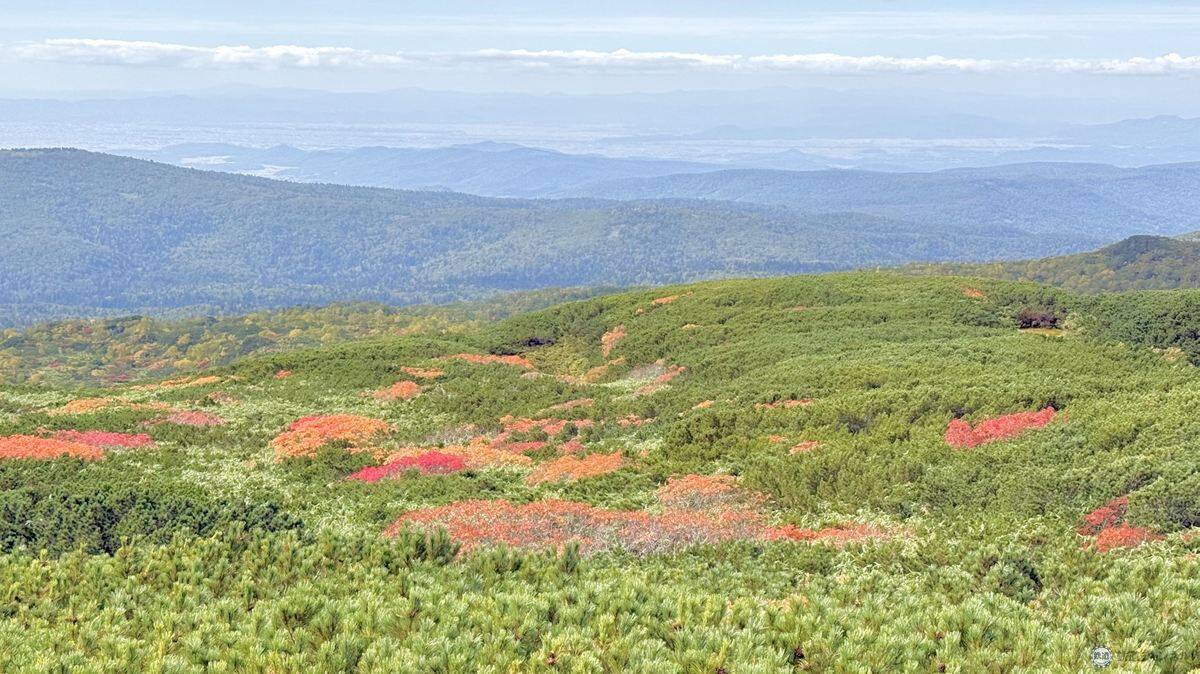 日本一早い秋の紅葉！2026年北海道・大雪山「黒岳・旭岳」見頃はいつ？ロープウェイでのアクセスからSNS映えイルミネーションまで現地レポ