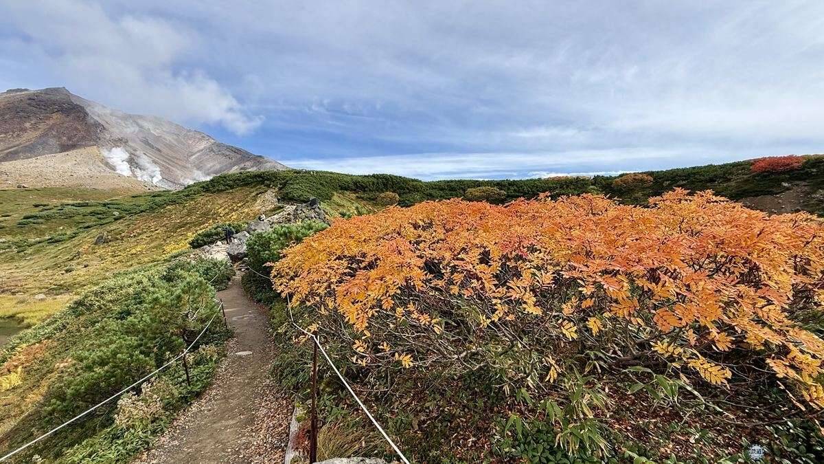 日本一早い秋の紅葉！2026年北海道・大雪山「黒岳・旭岳」見頃はいつ？ロープウェイでのアクセスからSNS映えイルミネーションまで現地レポ