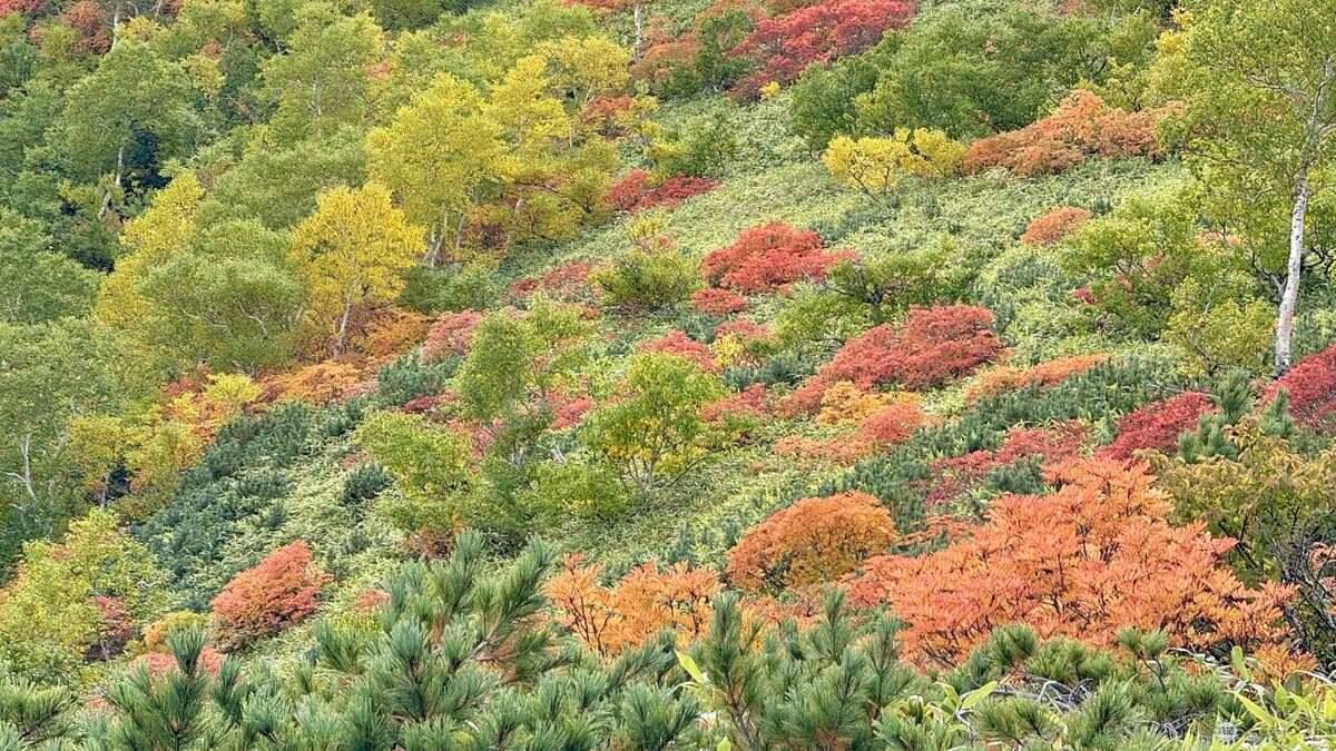 日本一早い秋の紅葉！2026年北海道・大雪山「黒岳・旭岳」見頃はいつ？ロープウェイでのアクセスからSNS映えイルミネーションまで現地レポ
