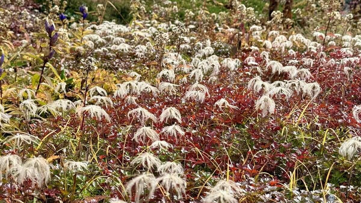 日本一早い秋の紅葉！2026年北海道・大雪山「黒岳・旭岳」見頃はいつ？ロープウェイでのアクセスからSNS映えイルミネーションまで現地レポ