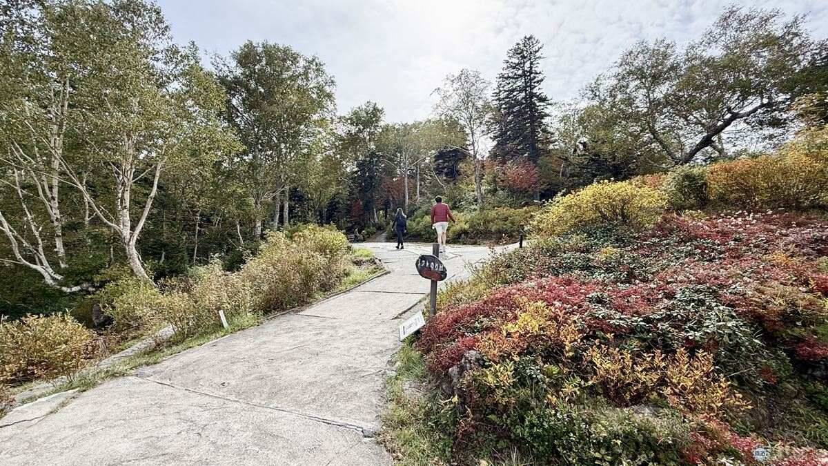 日本一早い秋の紅葉！2026年北海道・大雪山「黒岳・旭岳」見頃はいつ？ロープウェイでのアクセスからSNS映えイルミネーションまで現地レポ