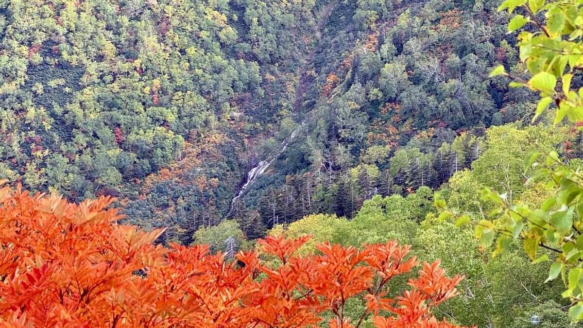 日本一早い秋の紅葉！2026年北海道・大雪山「黒岳・旭岳」見頃はいつ？ロープウェイでのアクセスからSNS映えイルミネーションまで現地レポ