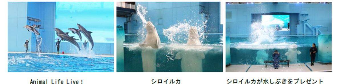 西武園のほぼとしまえんプール×品川・八景島の水族館！猛暑を乗り切る「アクティブパス」で夏休みをお得に楽しむ！