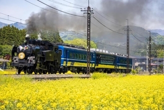 SL大樹×菜の花の絶景は4月下旬が見ごろ【2026春】倉ケ崎SL花畑の撮影ポイントと、高校生が醸した限定酒「車窓」を紹介