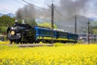 SL大樹×菜の花の絶景は4月下旬が見ごろ【2026春】倉ケ崎SL花畑の撮影ポイントと、高校生が醸した限定酒「車窓」を紹介