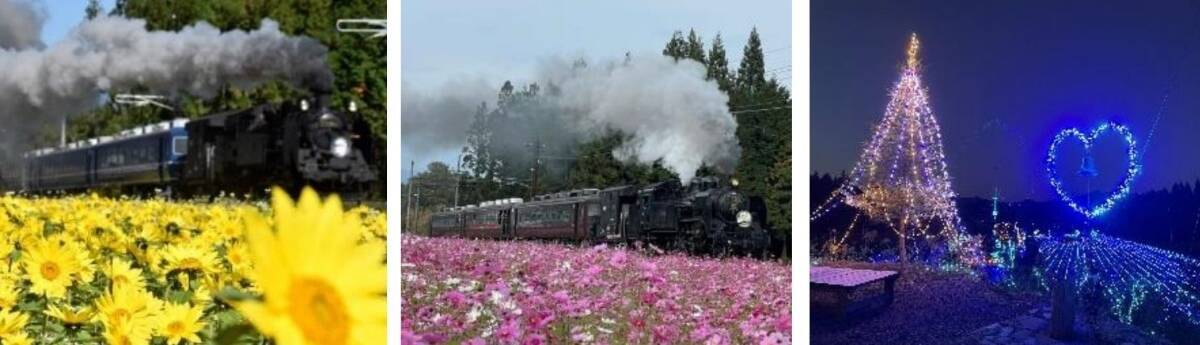 SL大樹×菜の花の絶景は4月下旬が見ごろ【2026春】倉ケ崎SL花畑の撮影ポイントと、高校生が醸した限定酒「車窓」を紹介