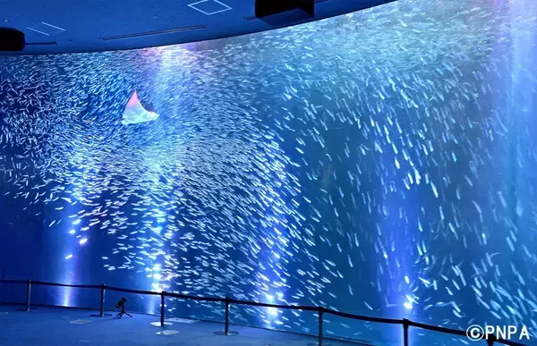 「平日限定･コスパ最強！「あいち・なごや周遊観光パスポート」名古屋港水族館や大河ドラマ館など “30施設以上”が 巡り放題でおトク」の画像