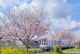 「ツアー目的地は沿線屈指のサクラの駅！ 関鉄が３、４月に「お花見ビール列車」運転（茨城県筑西市）」の画像1