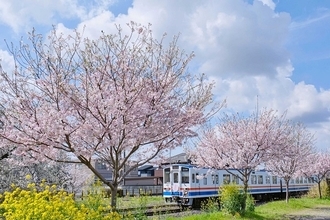 ツアー目的地は沿線屈指のサクラの駅！ 関鉄が３、４月に「お花見ビール列車」運転（茨城県筑西市）