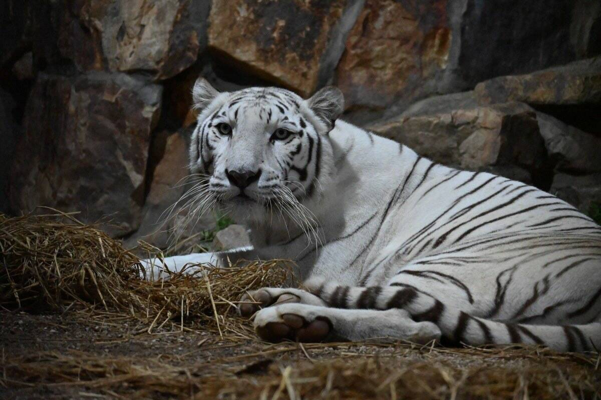 【岡山】夏休みは夜の動物園へ！池田動物園「光のナイトズー2026」で光と動物が彩る特別な夜