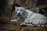 「【岡山】夏休みは夜の動物園へ！池田動物園「光のナイトズー2026」で光と動物が彩る特別な夜」の画像2