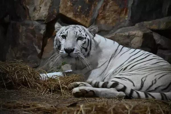 「【岡山】夏休みは夜の動物園へ！池田動物園「光のナイトズー2026」で光と動物が彩る特別な夜」の画像