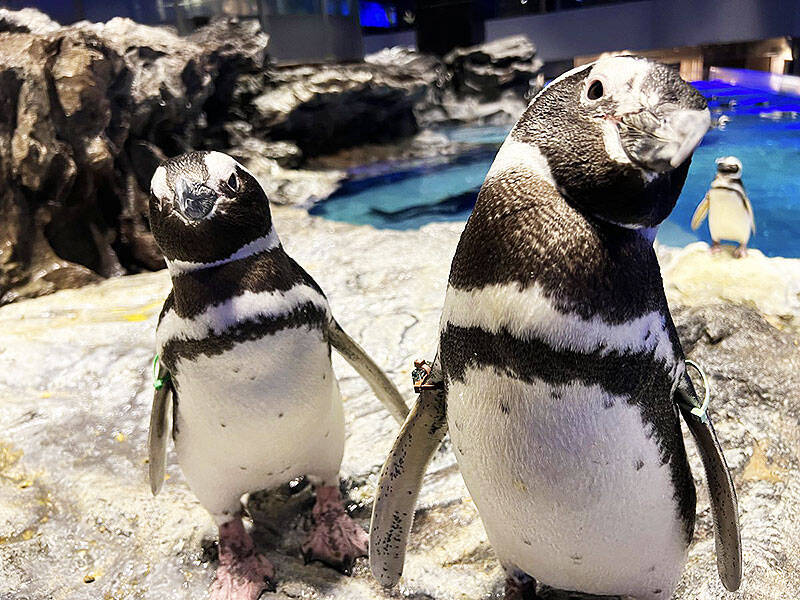 すみだ水族館でペンギンたちの恋と欲望のリアルを目撃！ 10年ぶり彼氏できた年上ペンギン、食べ盛りの子ペンギン BIG4…ペンギンカップルの見極め方＆相関図を飼育担当が伝授！
