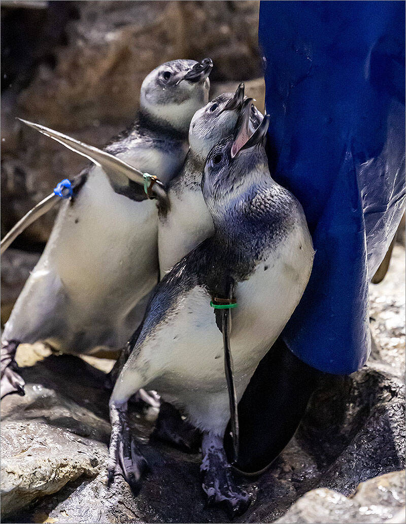 すみだ水族館でペンギンたちの恋と欲望のリアルを目撃！ 10年ぶり彼氏できた年上ペンギン、食べ盛りの子ペンギン BIG4…ペンギンカップルの見極め方＆相関図を飼育担当が伝授！