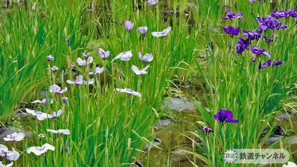 「つくばエクスプレス【駅ぶら】026　青井駅　その4　しょうぶ沼公園」の画像