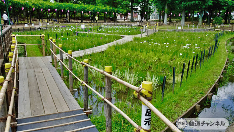 つくばエクスプレス【駅ぶら】026　青井駅　その4　しょうぶ沼公園