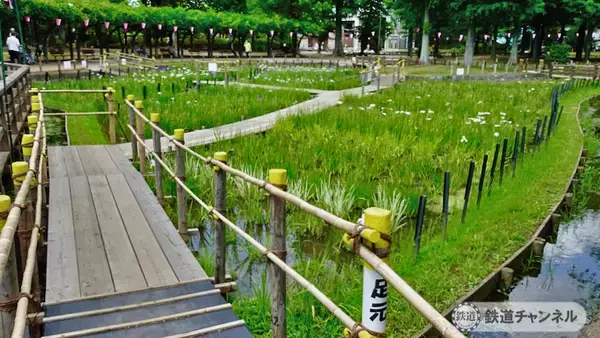 「つくばエクスプレス【駅ぶら】026　青井駅　その4　しょうぶ沼公園」の画像