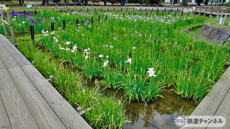つくばエクスプレス【駅ぶら】026　青井駅　その4　しょうぶ沼公園