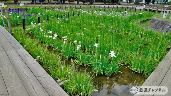 「つくばエクスプレス【駅ぶら】026　青井駅　その4　しょうぶ沼公園」の画像