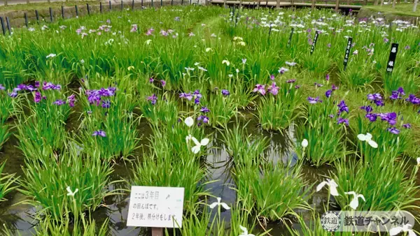 「つくばエクスプレス【駅ぶら】026　青井駅　その4　しょうぶ沼公園」の画像