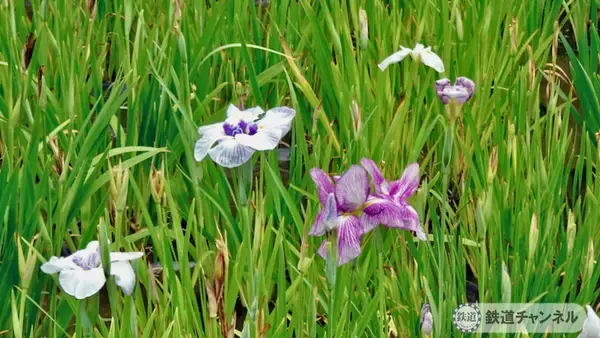 「つくばエクスプレス【駅ぶら】026　青井駅　その4　しょうぶ沼公園」の画像
