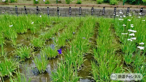 「つくばエクスプレス【駅ぶら】026　青井駅　その4　しょうぶ沼公園」の画像