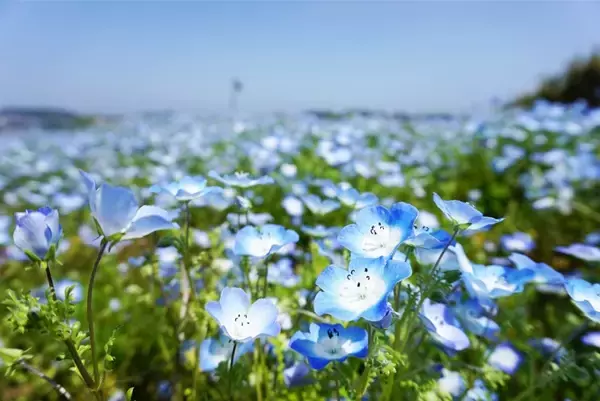 今が見頃！JR・京急の久里浜駅から歩いていけるネモフィラの花見スポット（神奈川県横須賀市）