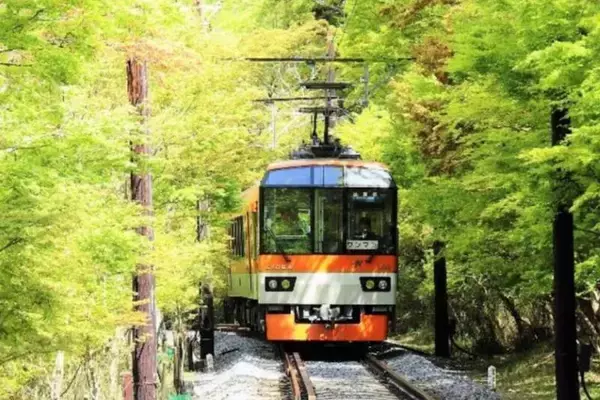 「青もみじ新緑のライトアップ」5/3～5/5 叡山電鉄 市原駅～二ノ瀬駅間で！ 4/22~5/31は徐行運転も（京都市）