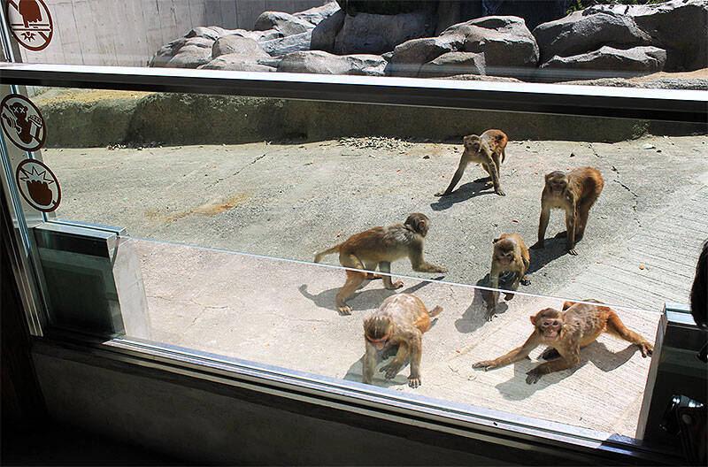 東武動物公園に新サル山『あかげ365』出現！ お猿さんたちにエサあげたり間近で観察できたりめっちゃかわいい！ 遊園地＆動物園＆植物園のハイブリッドレジャーランドで思いっきり遊ぼう