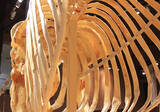 「ゾウの肋骨のなかに入り込める！ 麻布大学「バーチャルいのちの博物館」がすごい！ 「動物の◯◯の日」トリビアを配信する公式 Twitter にも注目」の画像1
