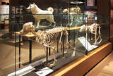「ゾウの肋骨のなかに入り込める！ 麻布大学「バーチャルいのちの博物館」がすごい！ 「動物の◯◯の日」トリビアを配信する公式 Twitter にも注目」の画像18