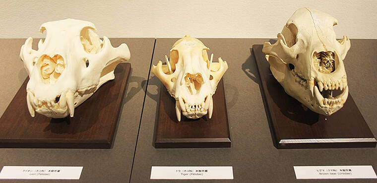 ゾウの肋骨のなかに入り込める！ 麻布大学「バーチャルいのちの博物館」がすごい！ 「動物の◯◯の日」トリビアを配信する公式 Twitter にも注目
