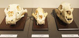 「ゾウの肋骨のなかに入り込める！ 麻布大学「バーチャルいのちの博物館」がすごい！ 「動物の◯◯の日」トリビアを配信する公式 Twitter にも注目」の画像19