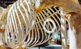 「ゾウの肋骨のなかに入り込める！ 麻布大学「バーチャルいのちの博物館」がすごい！ 「動物の◯◯の日」トリビアを配信する公式 Twitter にも注目」の画像7