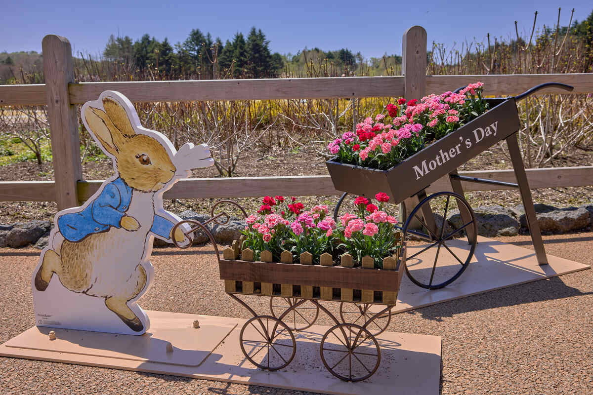 「2026富士芝桜まつり」開幕！ 富士山と約50万株の芝桜による絶景 最新フォトスポットから限定グルメ、ペット入場緩和情報まで解説