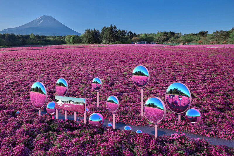 「2026富士芝桜まつり」開幕！ 富士山と約50万株の芝桜による絶景 最新フォトスポットから限定グルメ、ペット入場緩和情報まで解説