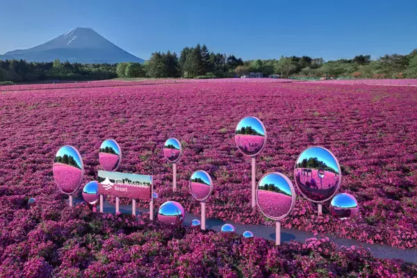 「「2026富士芝桜まつり」開幕！ 富士山と約50万株の芝桜による絶景 最新フォトスポットから限定グルメ、ペット入場緩和情報まで解説」の画像