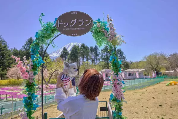 「「2026富士芝桜まつり」開幕！ 富士山と約50万株の芝桜による絶景 最新フォトスポットから限定グルメ、ペット入場緩和情報まで解説」の画像