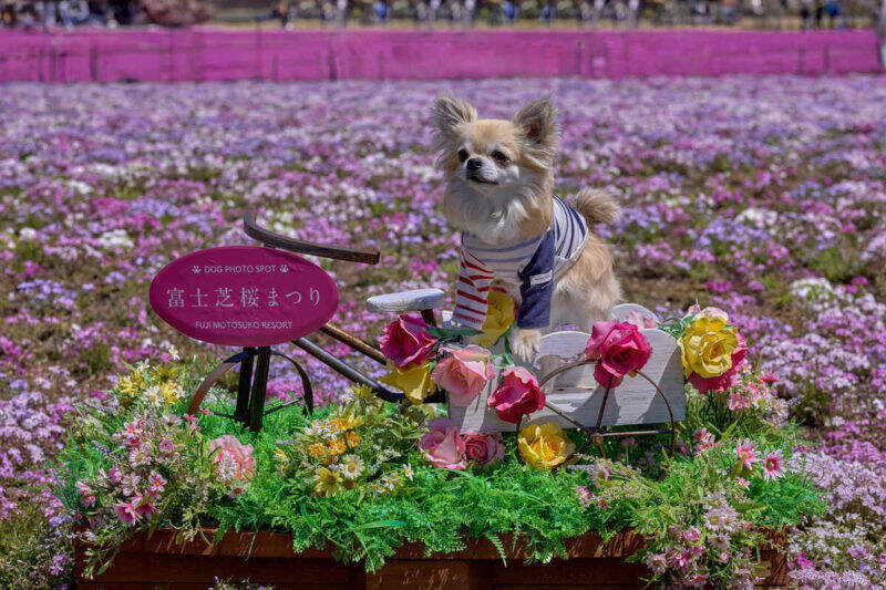 「2026富士芝桜まつり」開幕！ 富士山と約50万株の芝桜による絶景 最新フォトスポットから限定グルメ、ペット入場緩和情報まで解説