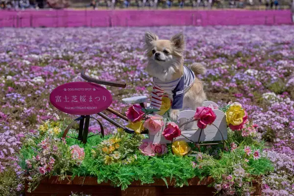 「「2026富士芝桜まつり」開幕！ 富士山と約50万株の芝桜による絶景 最新フォトスポットから限定グルメ、ペット入場緩和情報まで解説」の画像